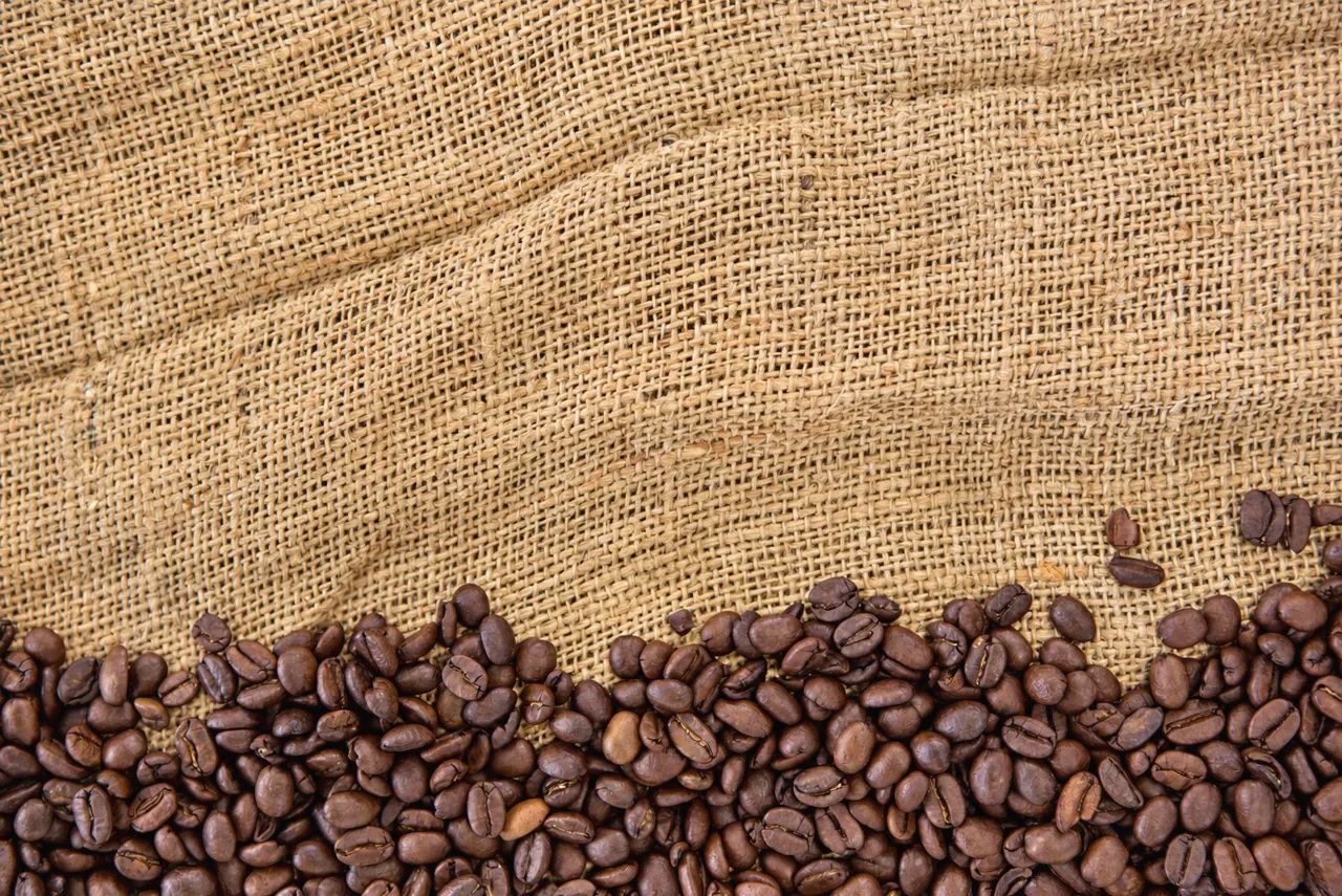 Grains de café torréfiés répandus sur une toile de jute